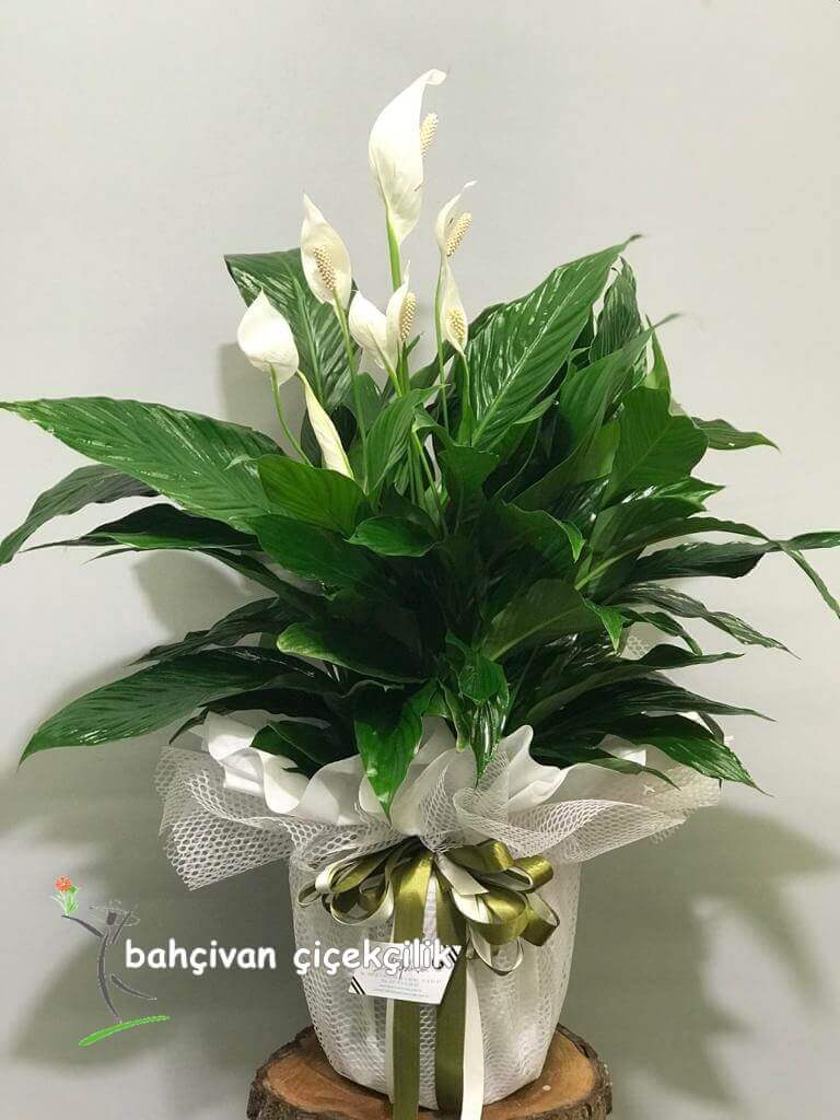 Barış Çiçeği (spatilfilyum)