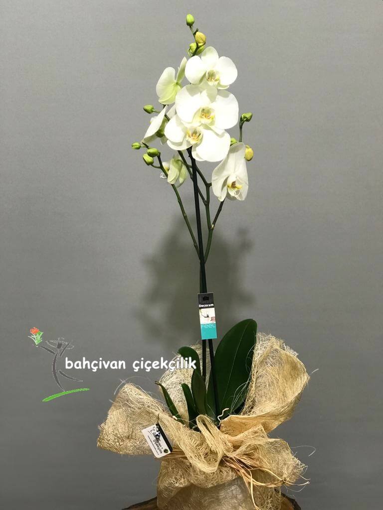 Beyaz Orkide