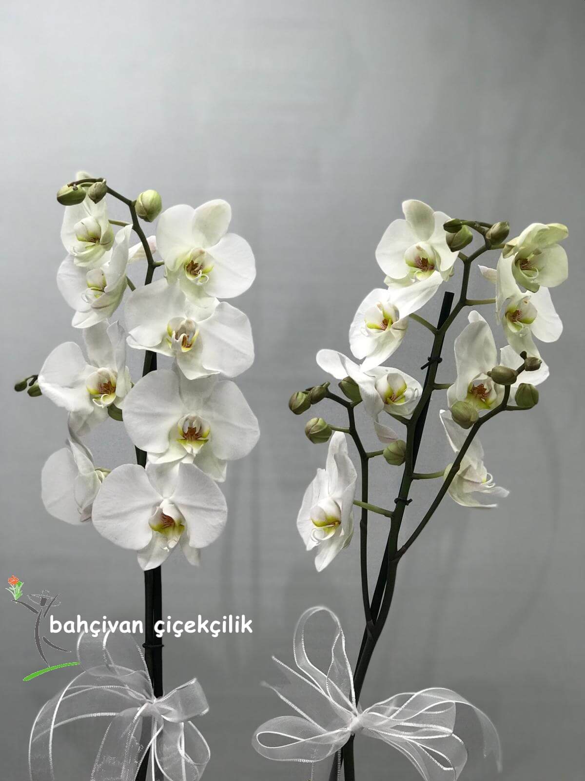 Çiftli Beyaz Orkide