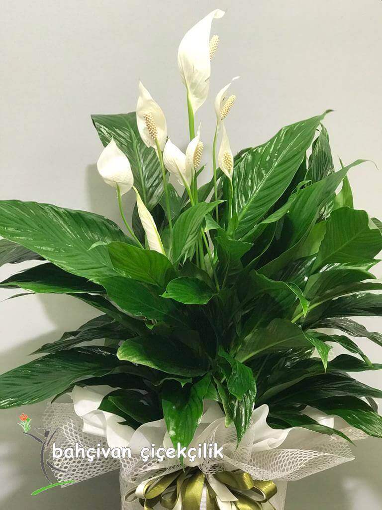 Barış Çiçeği (spatilfilyum)