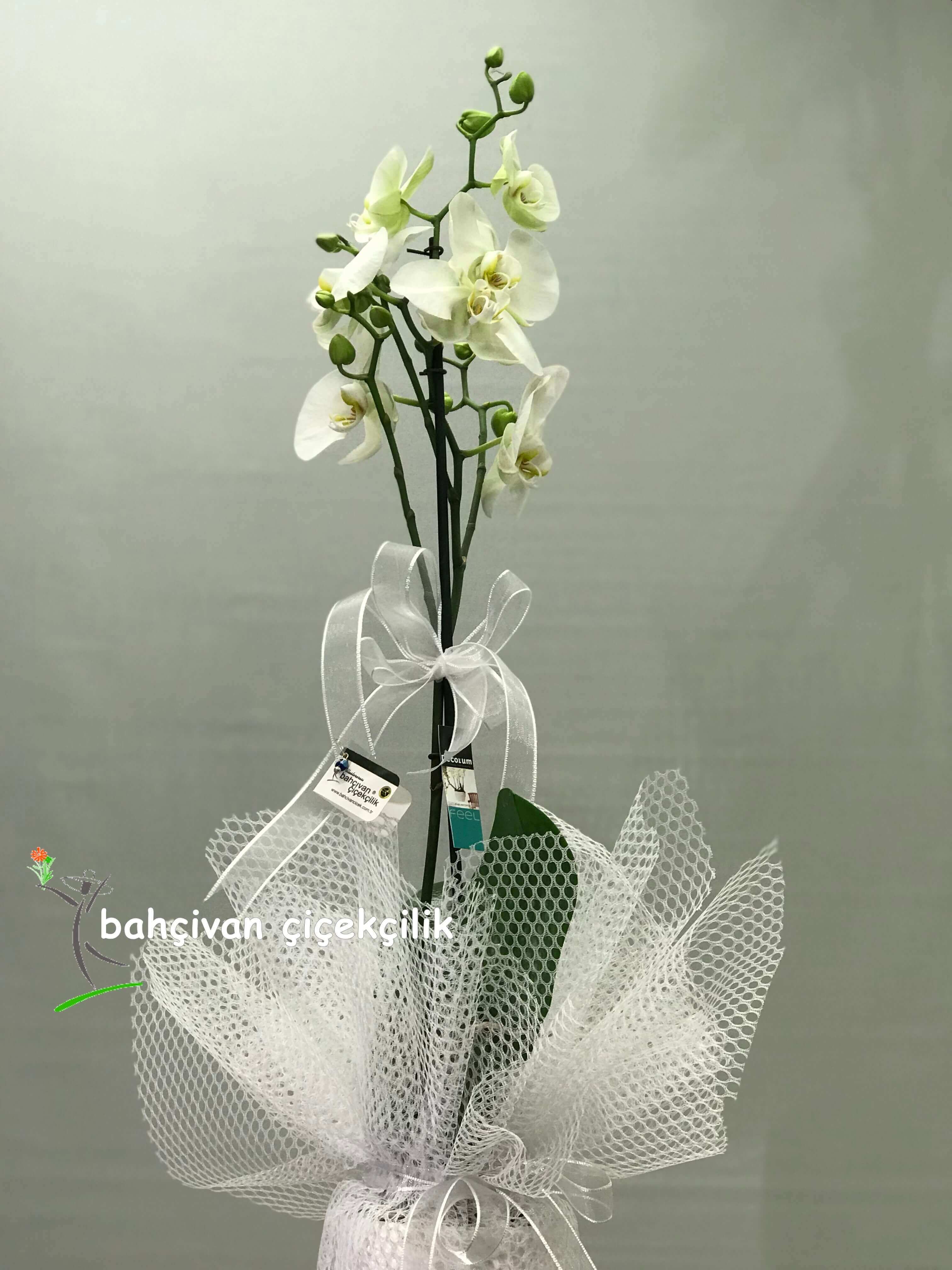 Tekli Beyaz Orkide