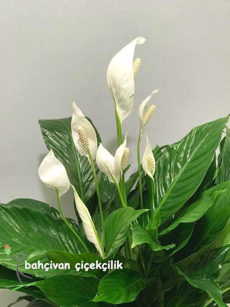 Barış Çiçeği (spatilfilyum)