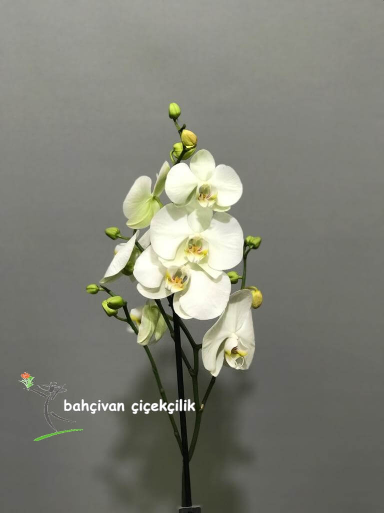 Beyaz Orkide