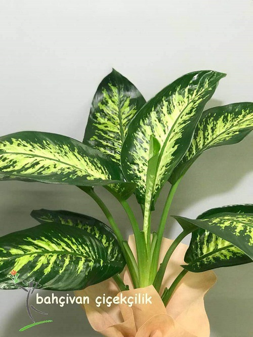 Difenbahya Tropik Snow