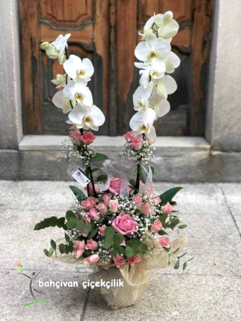 Orkide G�l Aranjman�
