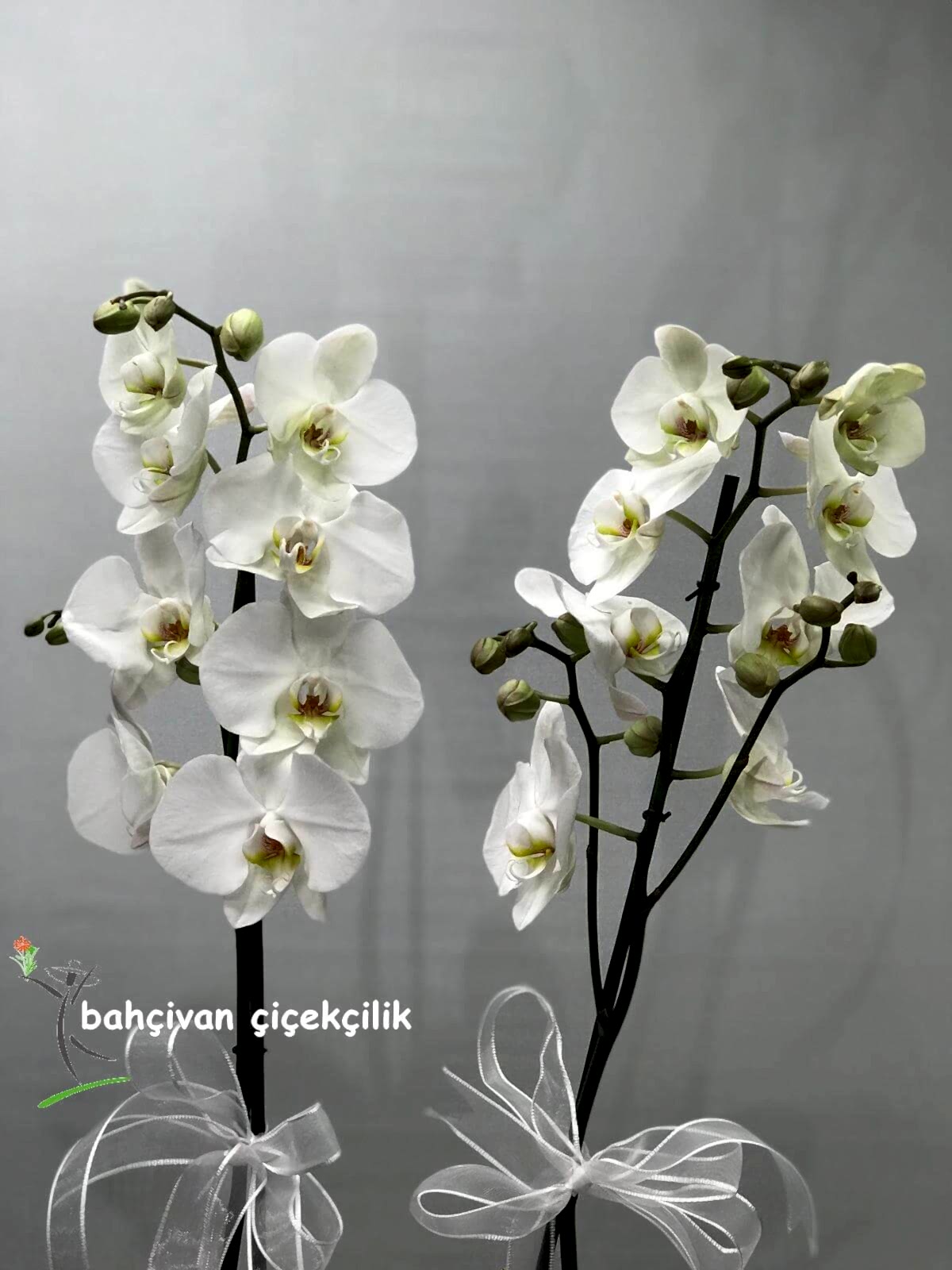 �iftli Beyaz Orkide