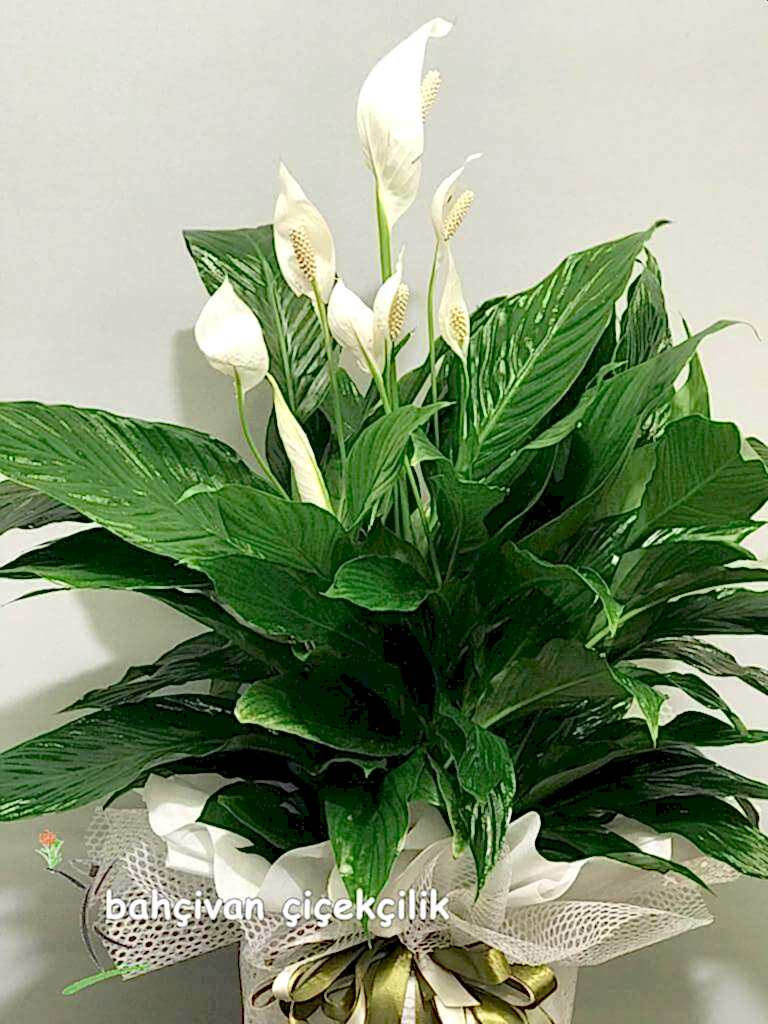 Bar�� �i�e�i (spatilfilyum)