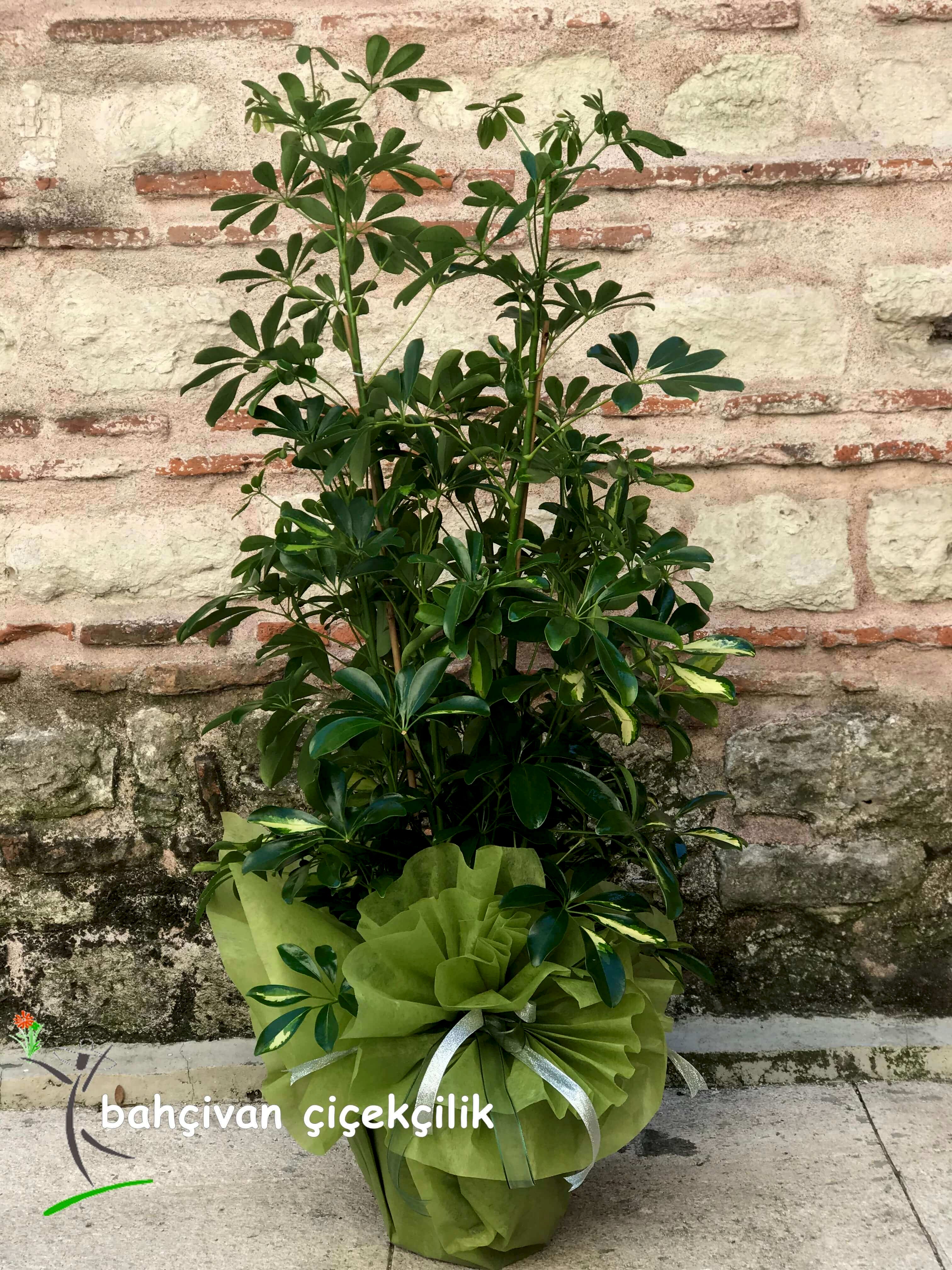 D�rtl� �eflera Bitkisi