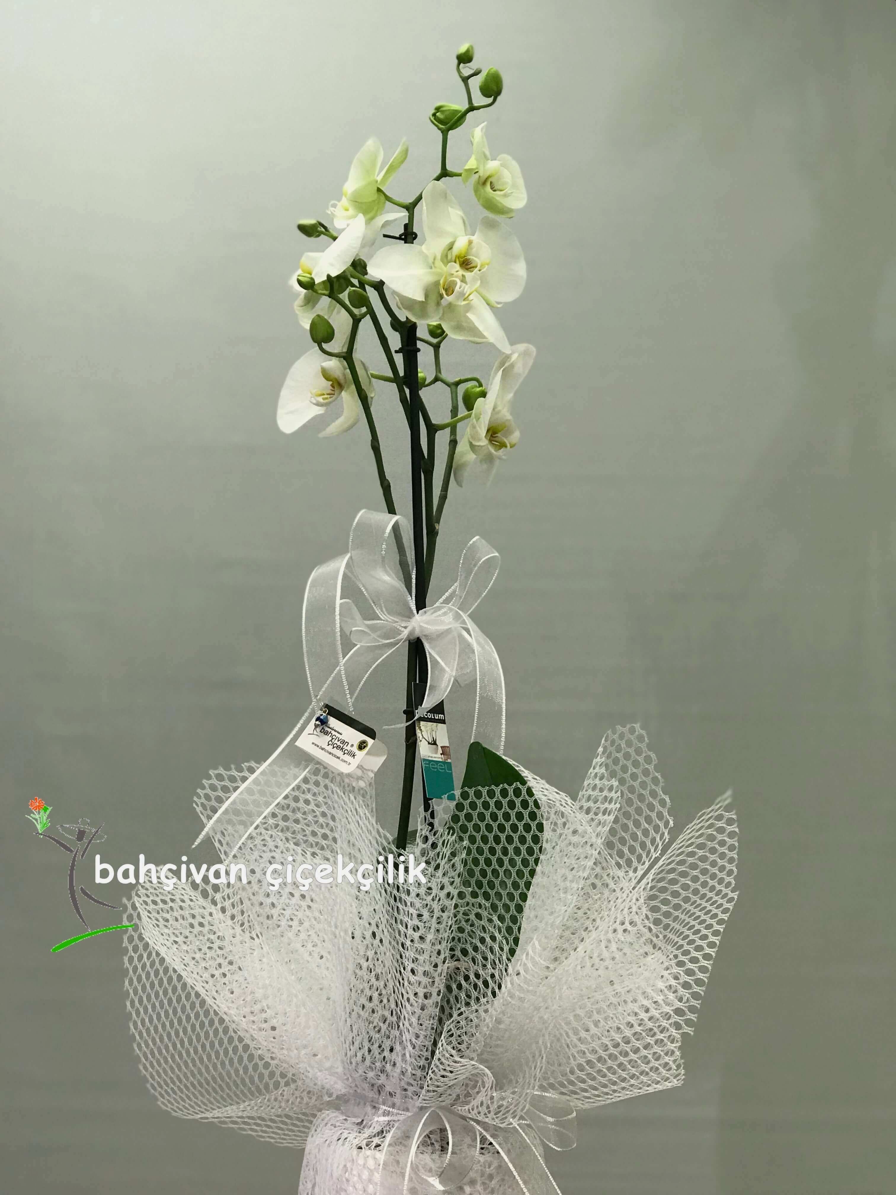 Tekli Beyaz Orkide