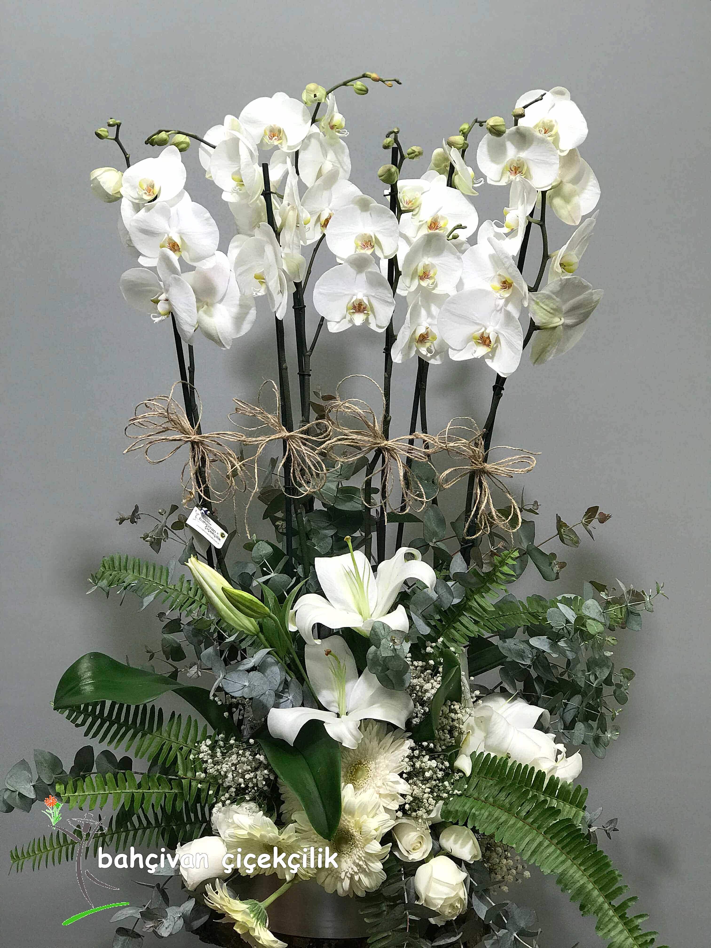 Alt�l� Orkide ��leni