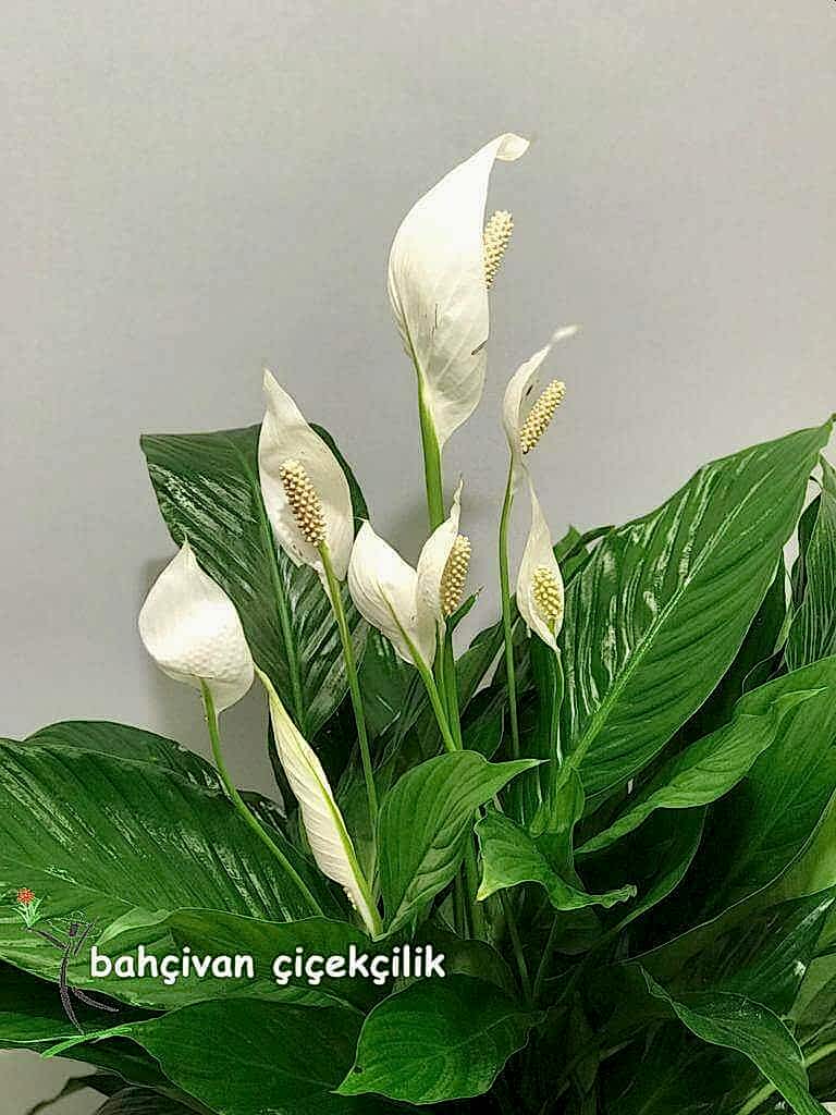 Bar�� �i�e�i (spatilfilyum)