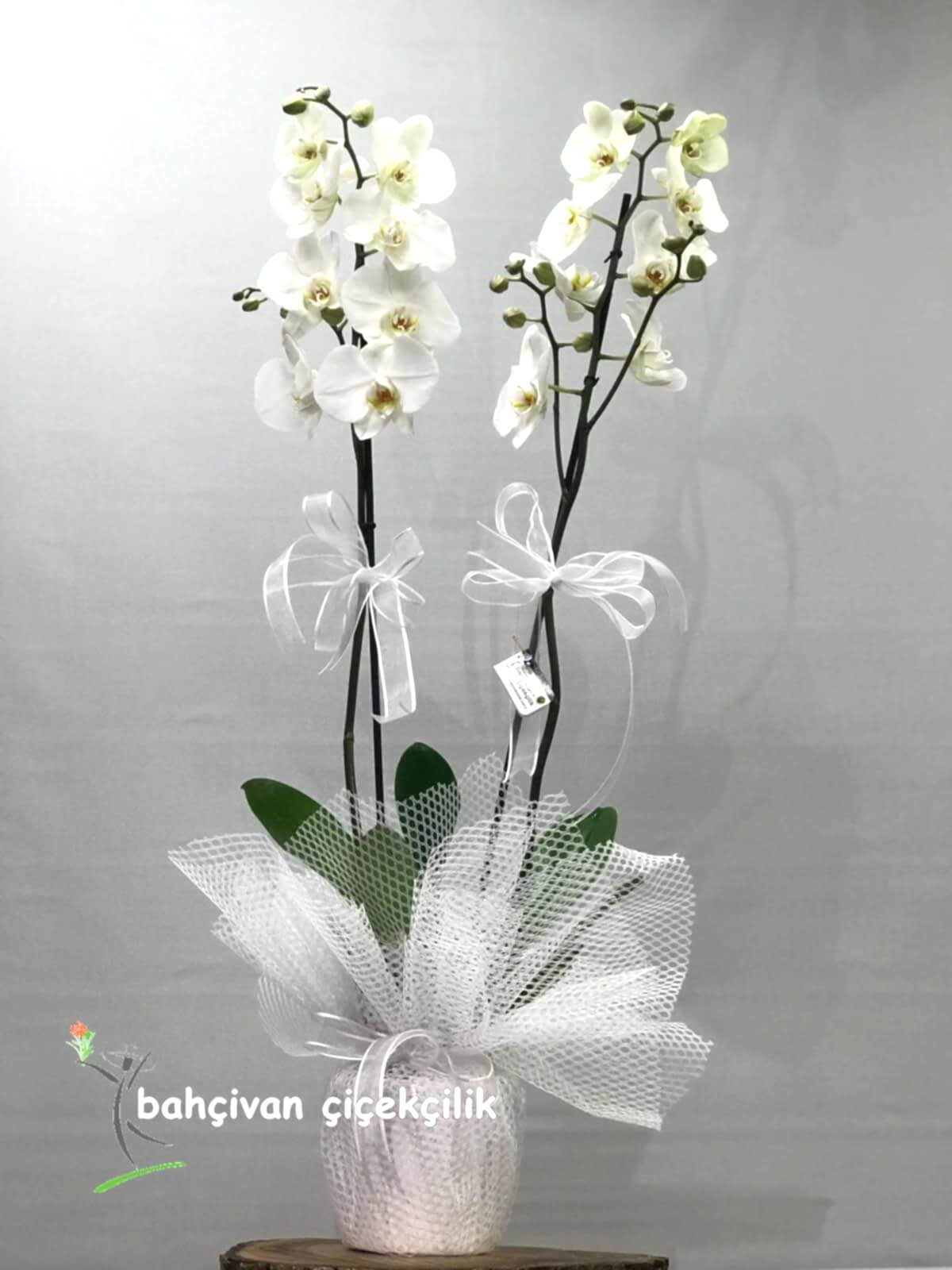�iftli Beyaz Orkide