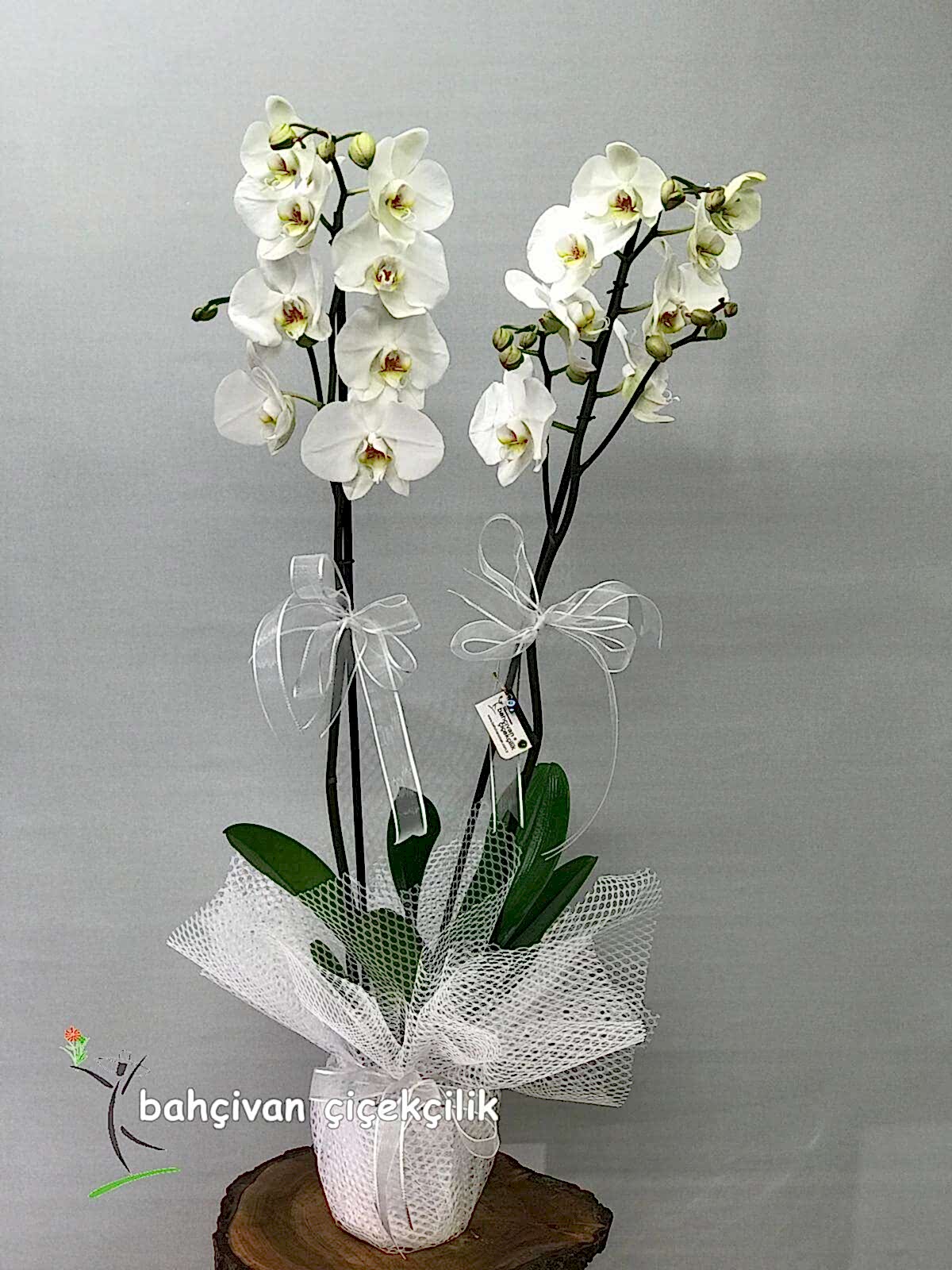 �iftli Beyaz Orkide