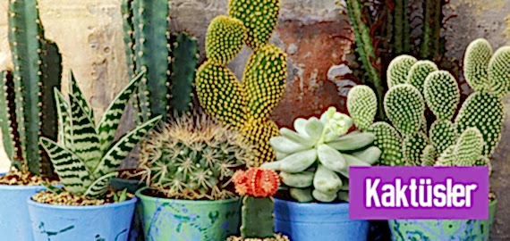 Kakt�sler